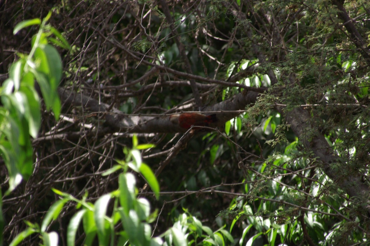 Scarlet-backed Woodpecker - ML636353084