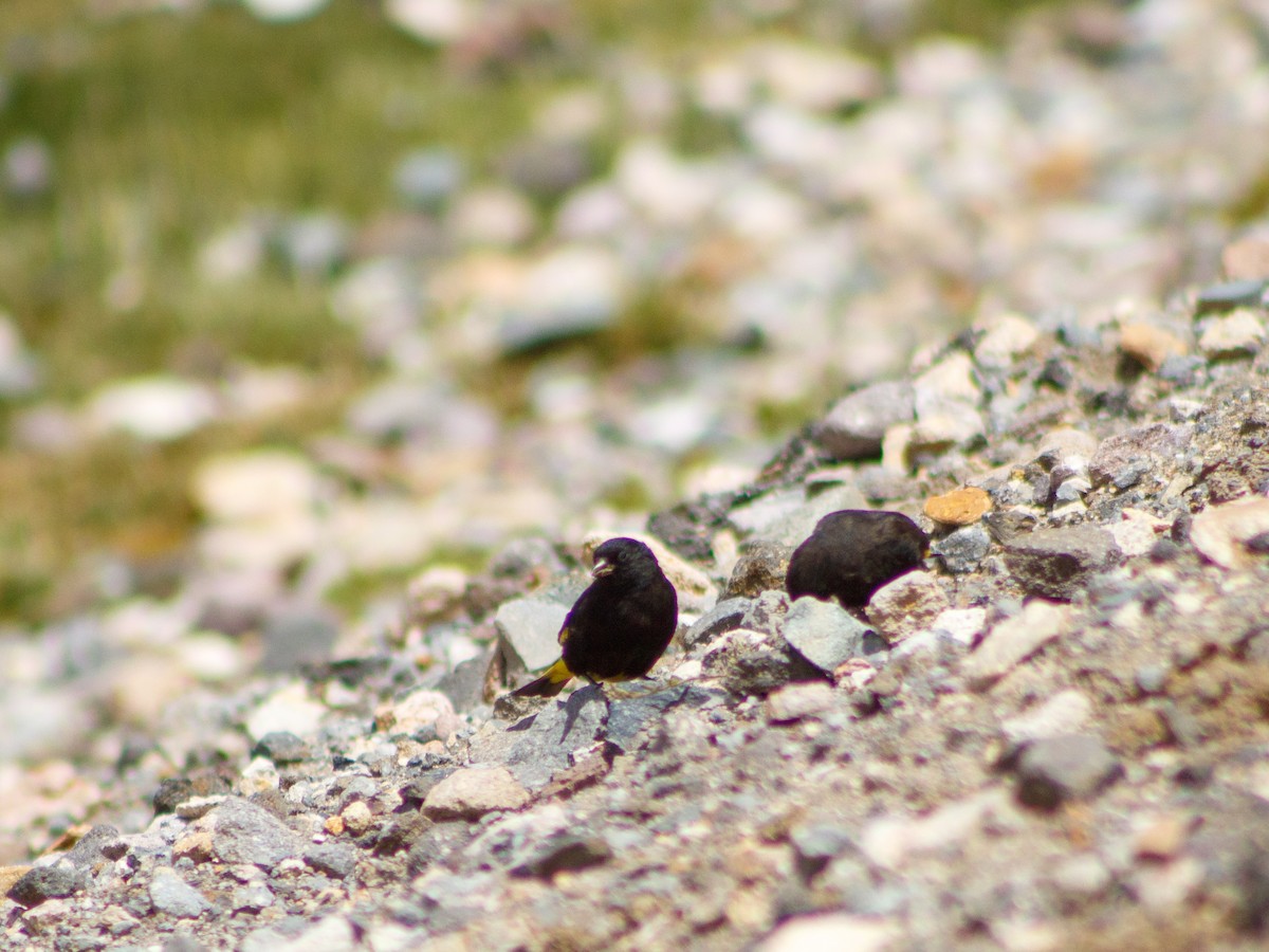 Black Siskin - ML636353196