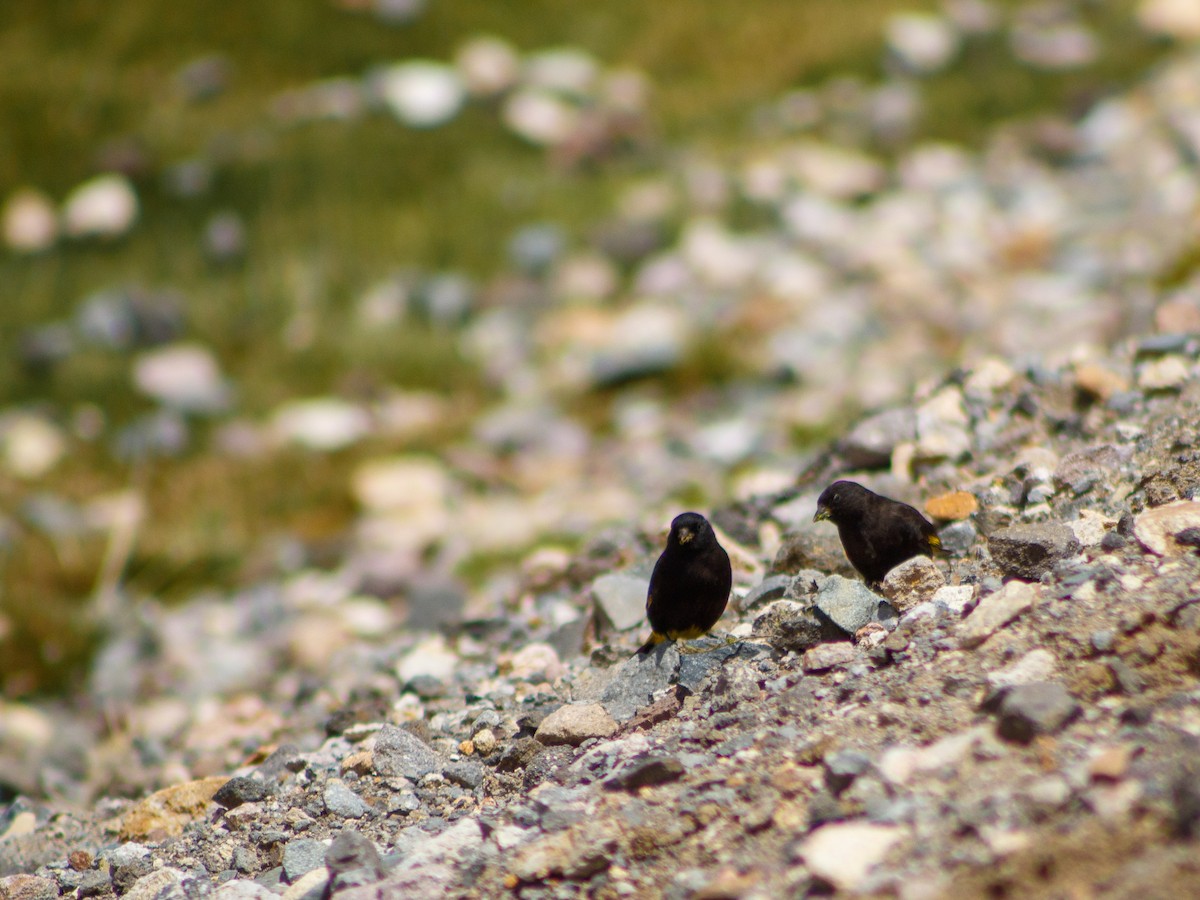 Black Siskin - ML636353197