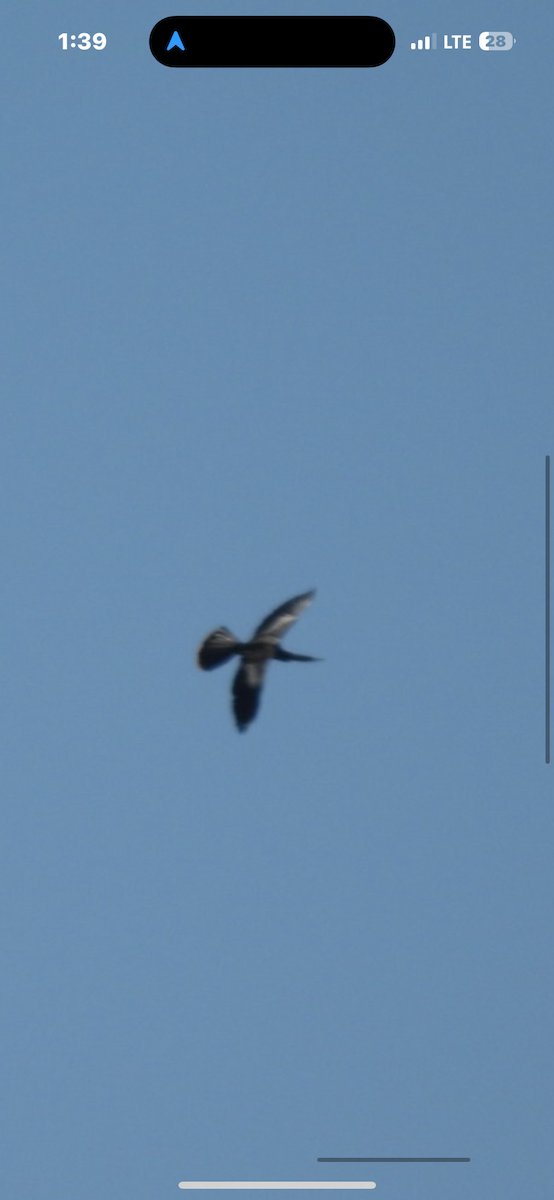 Anhinga - ML636353226