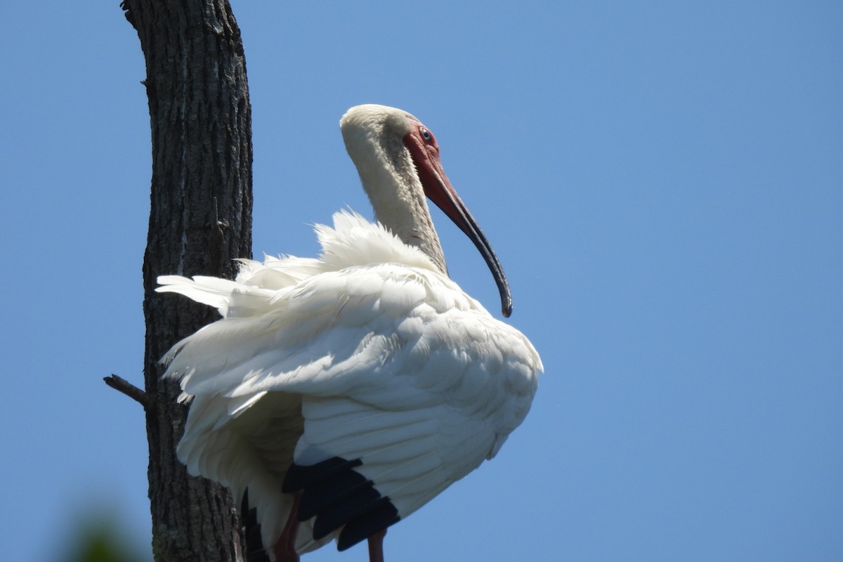 White Ibis - ML636353236