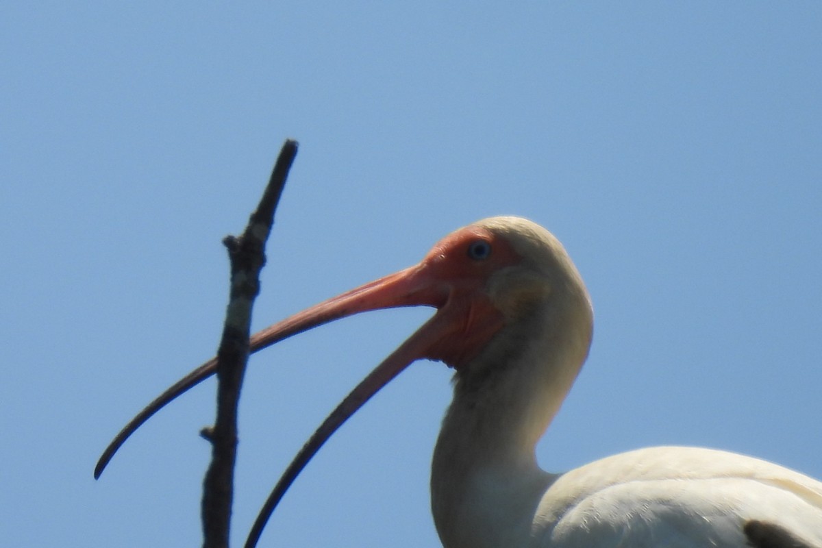 White Ibis - ML636353237