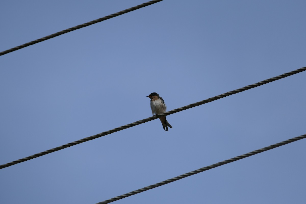 Ethiopian Swallow - ML636353249