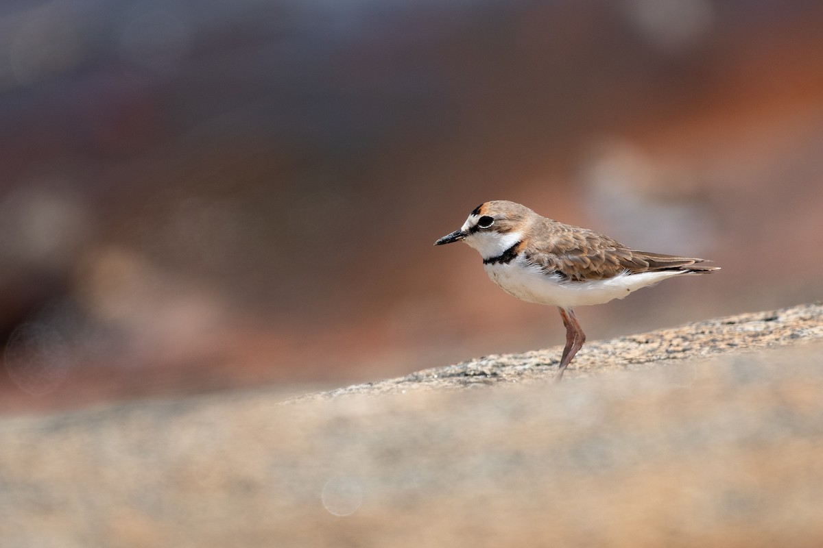 Collared Plover - ML636353326
