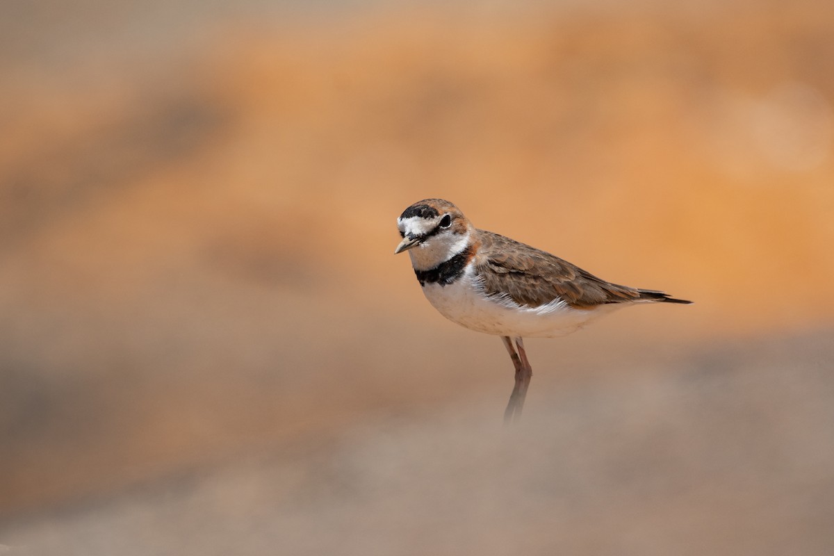 Collared Plover - ML636353327