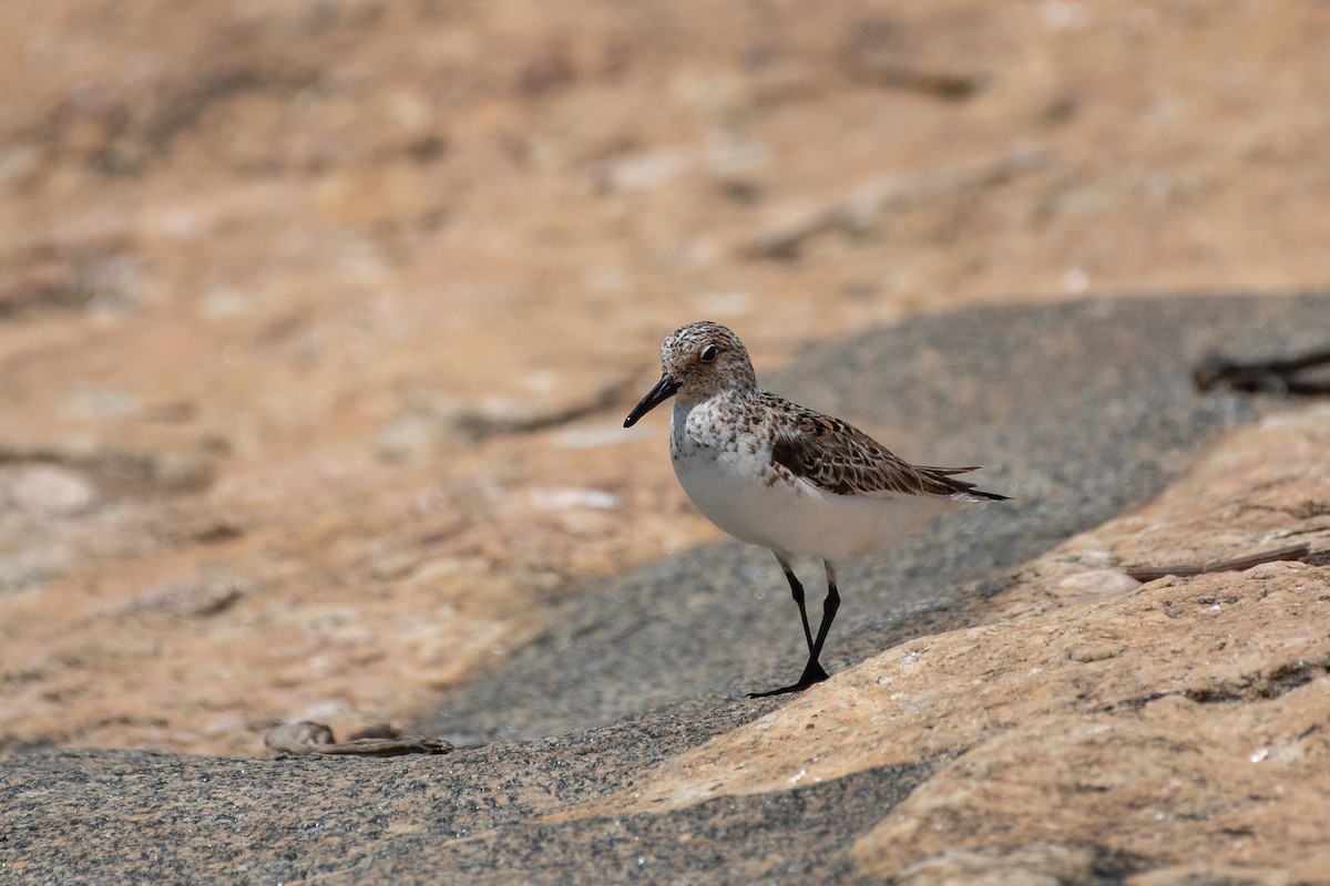 Sanderling - ML636353340