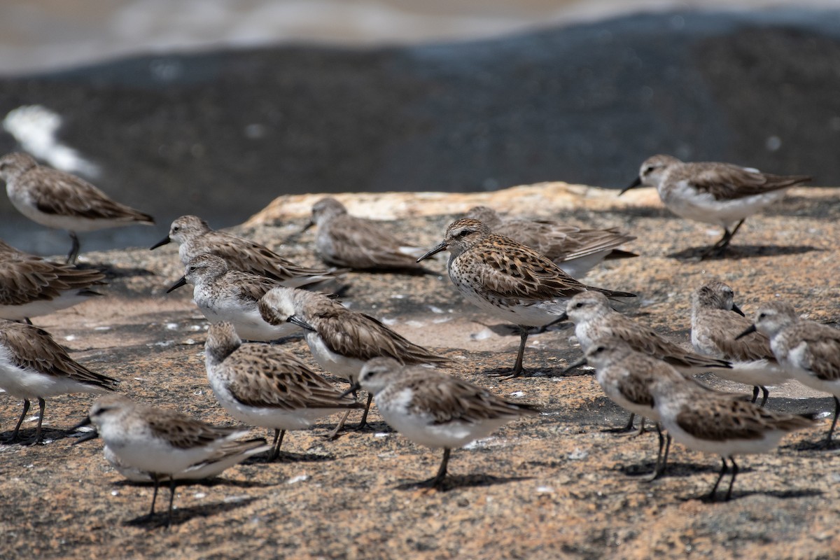 White-rumped Sandpiper - ML636353350
