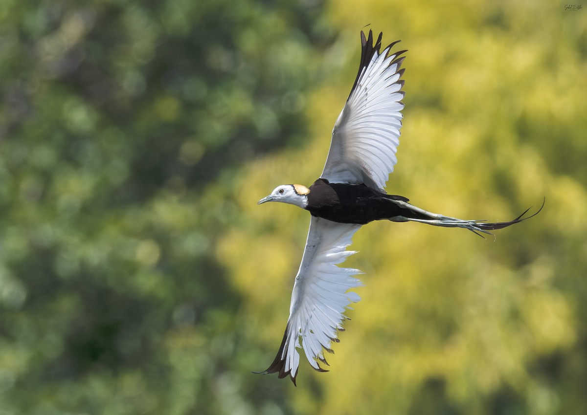 Pheasant-tailed Jacana - ML636353479