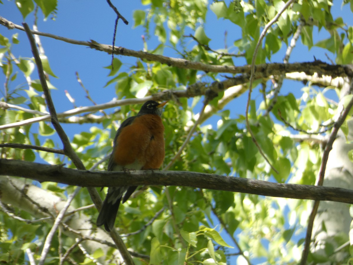 American Robin - ML636353541
