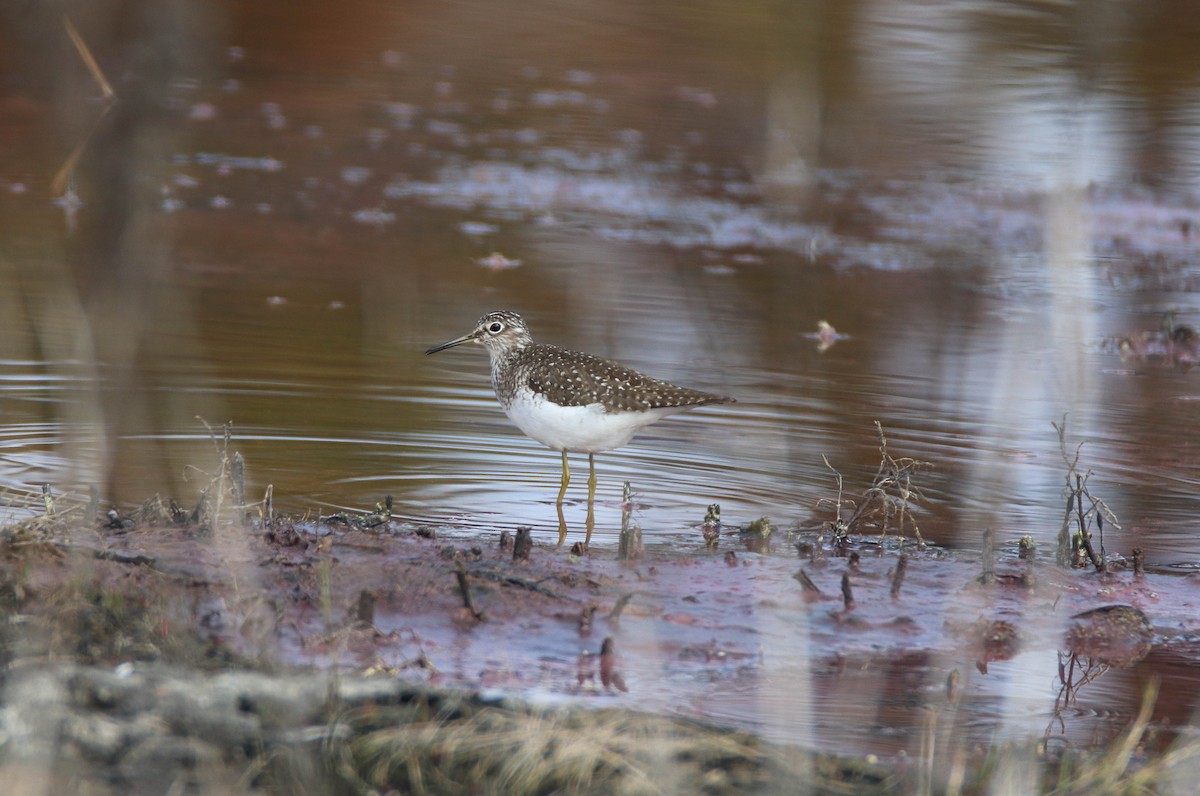 Solitary Sandpiper - ML636353620