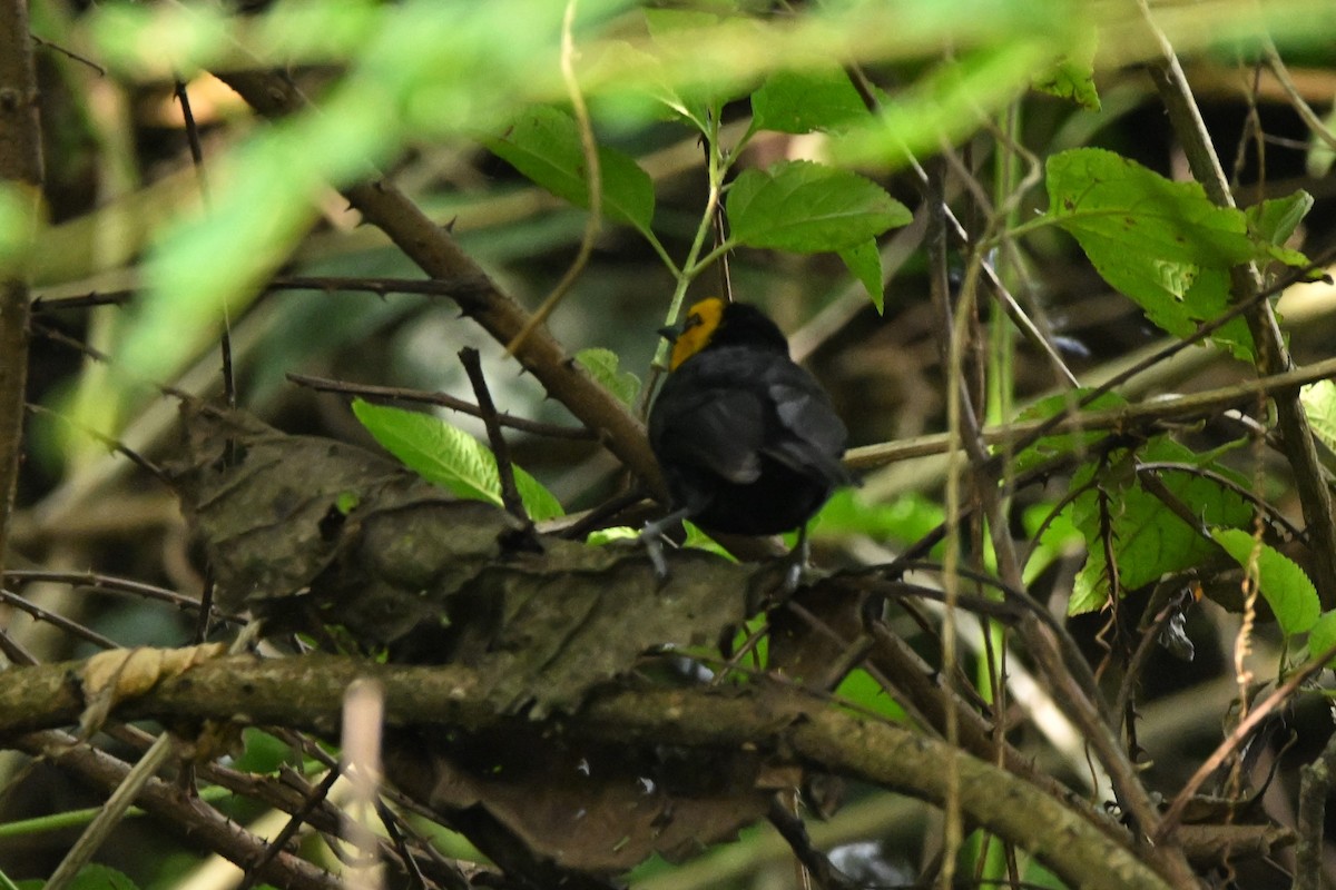 Black-billed Weaver - ML636353622