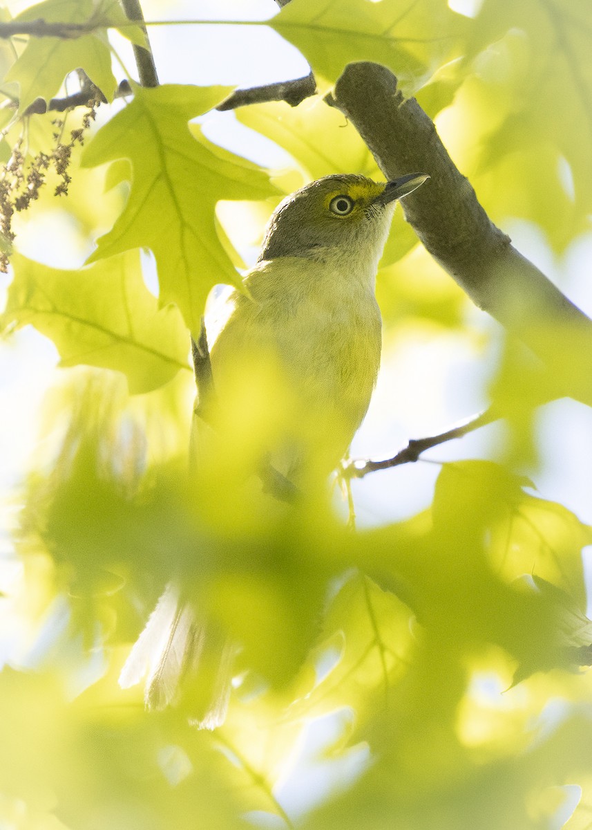 Ak Gözlü Vireo - ML636353717