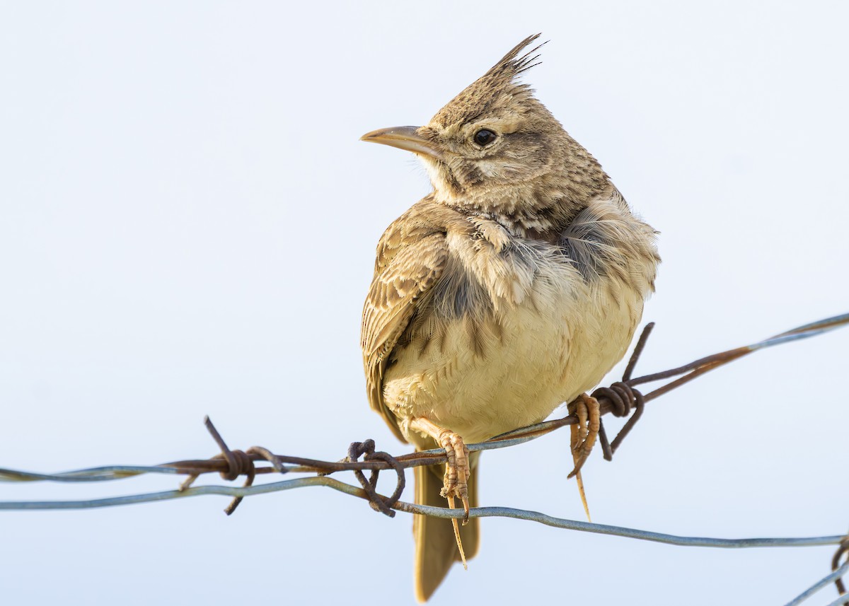 Crested Lark (Crested) - ML636353805