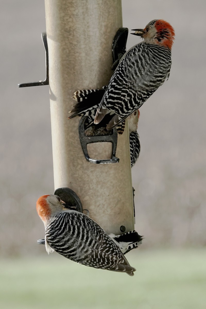 Red-bellied Woodpecker - ML636353819