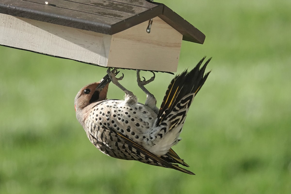 Northern Flicker - ML636353842