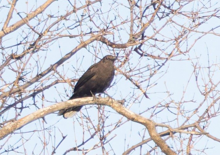 Boulder Chat - ML636353864