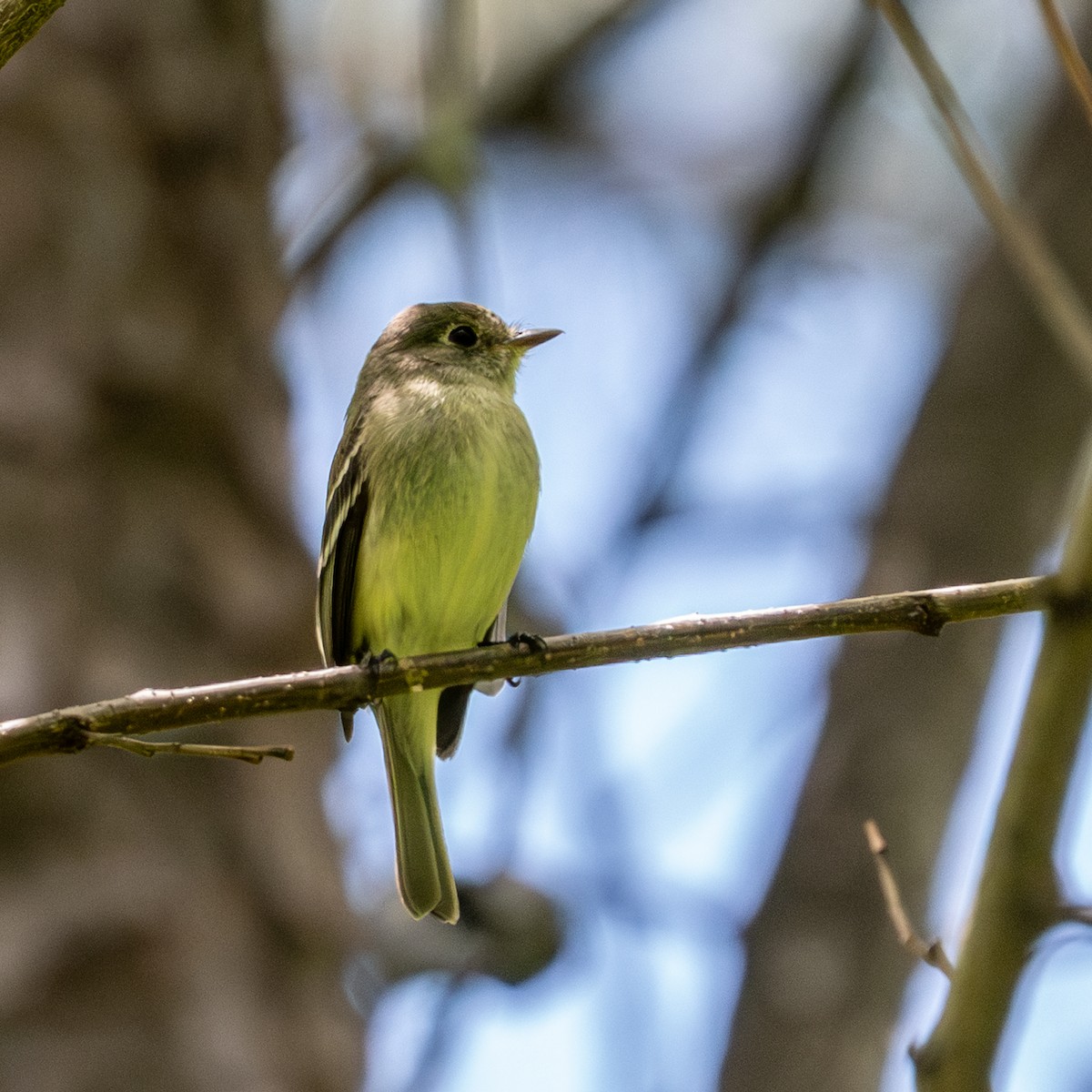 Yellow-bellied Flycatcher - ML636354073