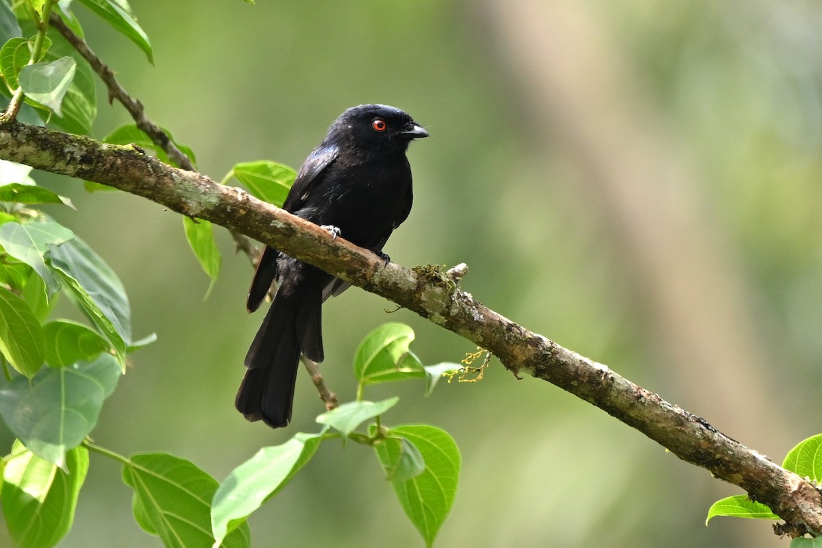 Sharpe's Drongo - ML636354103