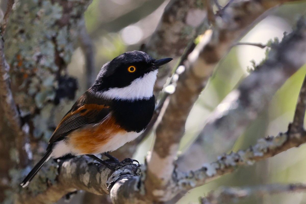 Cape Batis - ML636354164