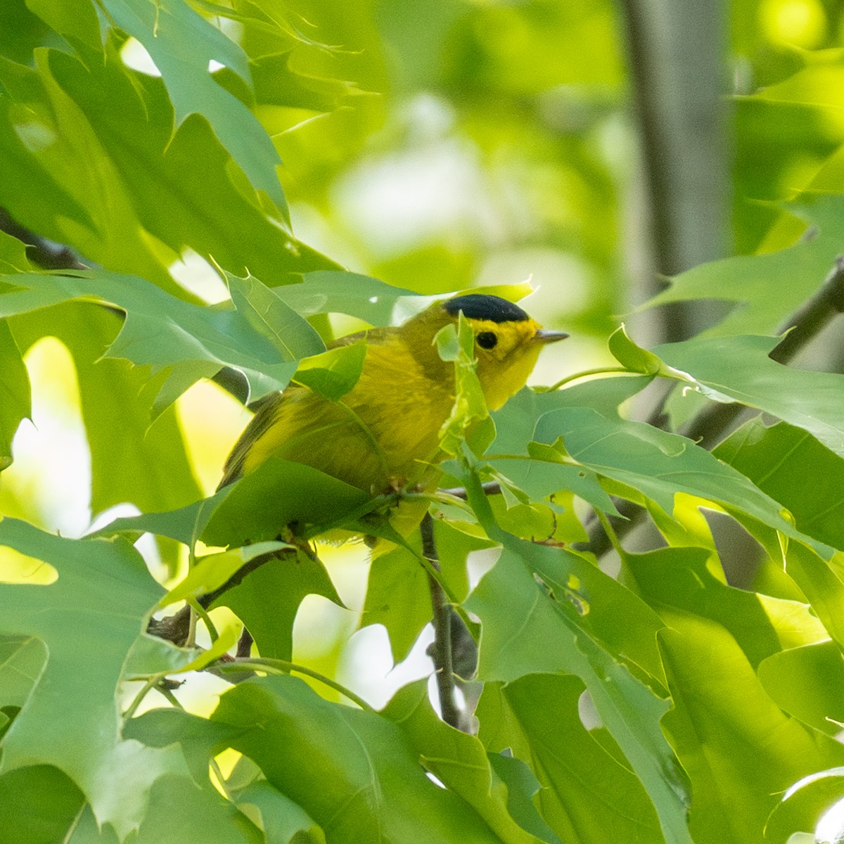 Wilson's Warbler - ML636354210