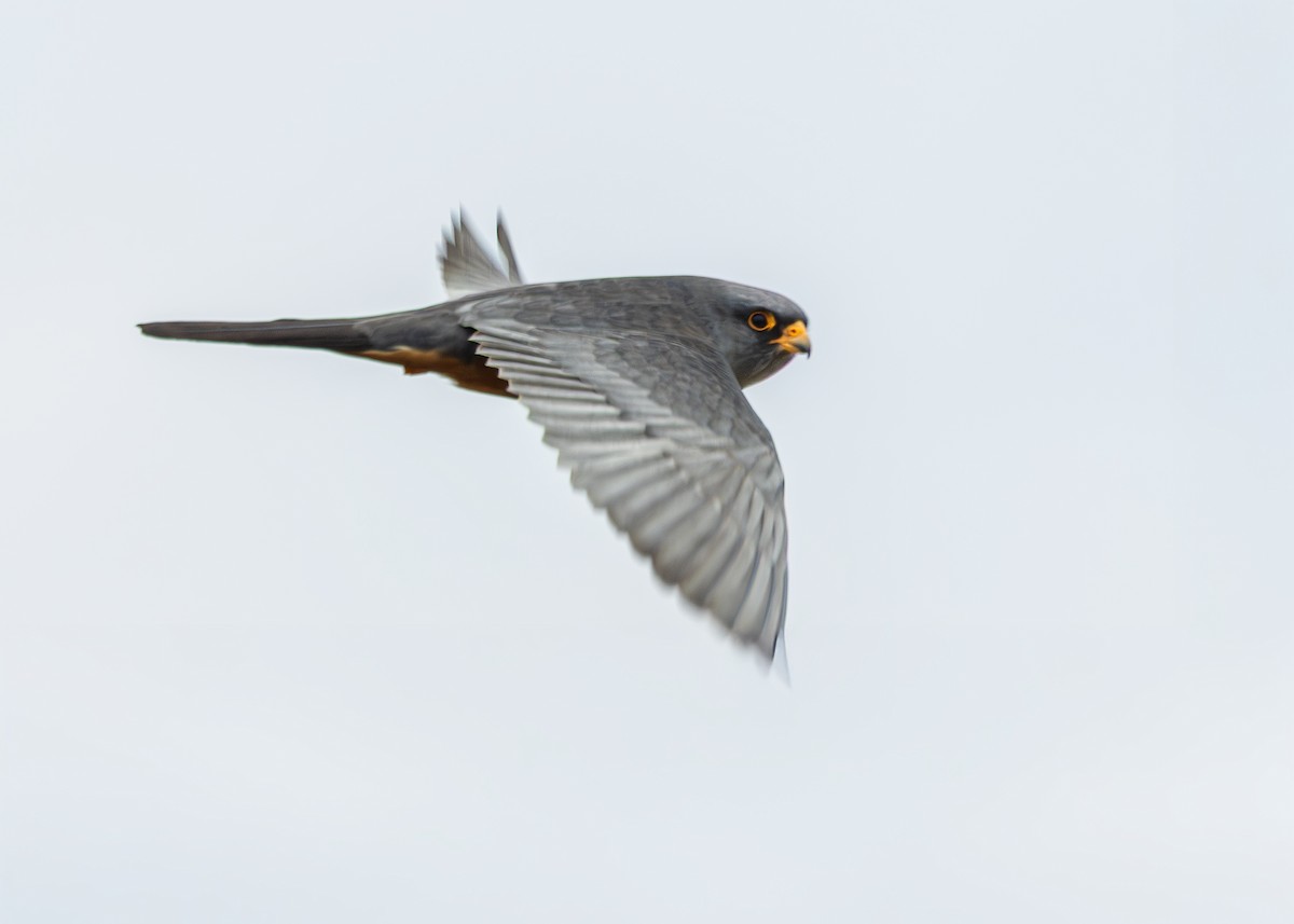 Red-footed Falcon - ML636354220