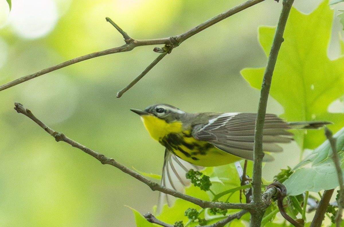 Magnolia Warbler - ML636354233