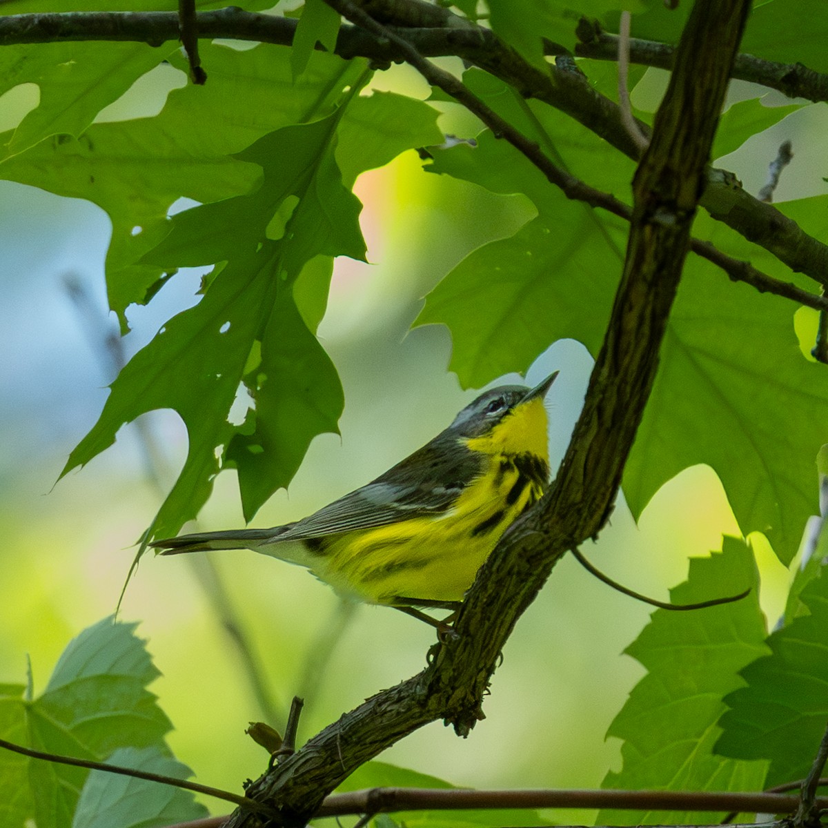 Magnolia Warbler - ML636354234