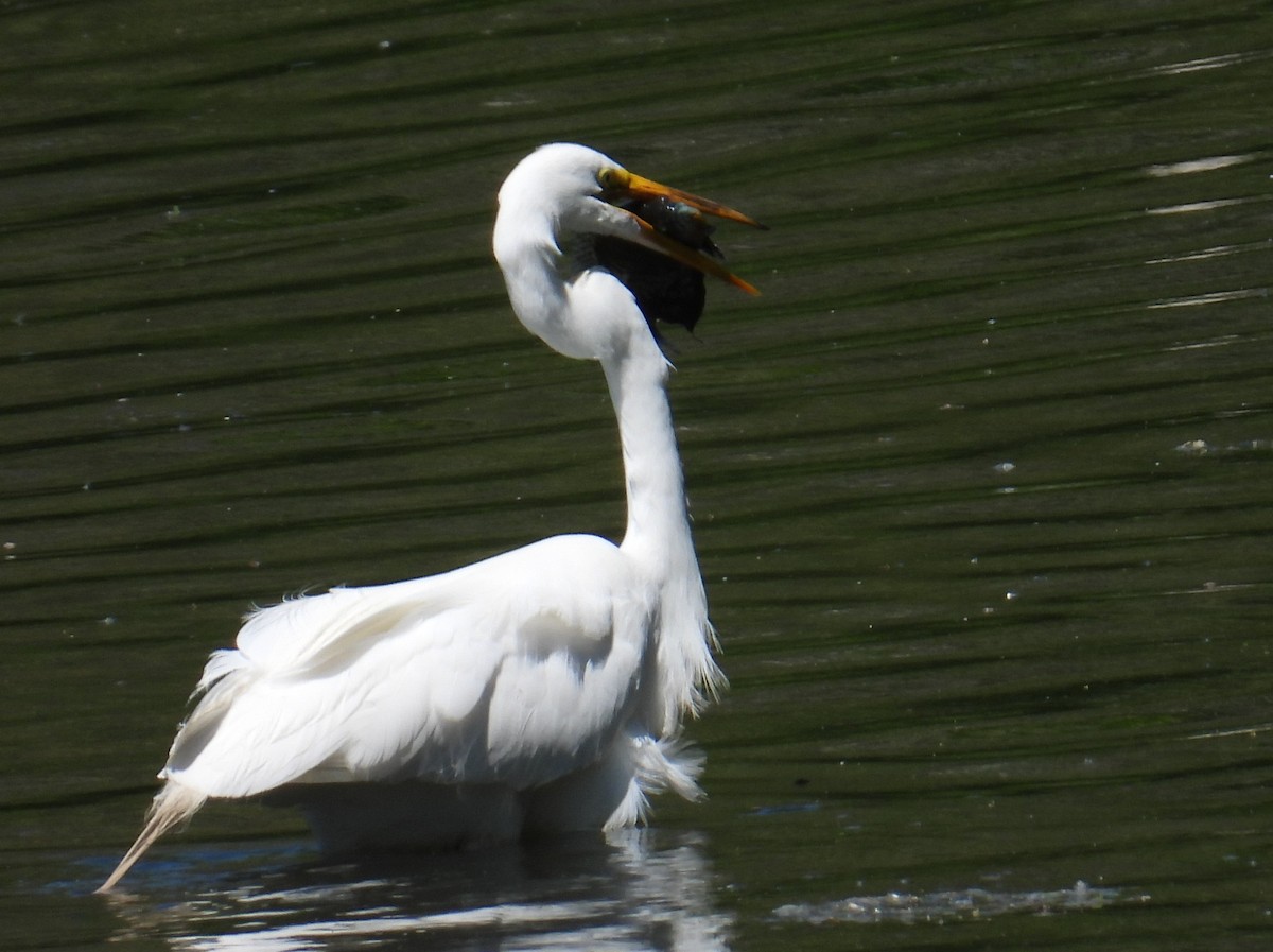 Great Egret - ML636354267