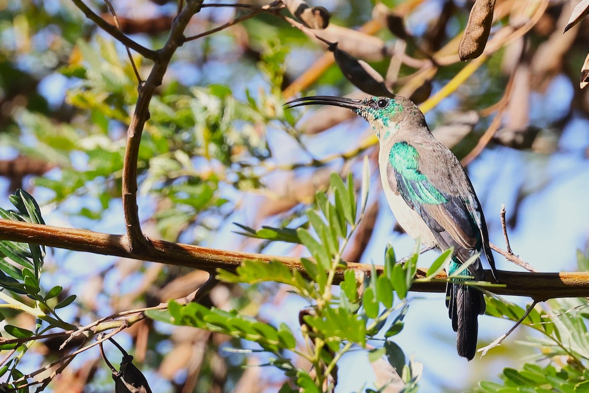 Malachite Sunbird - ML636354279