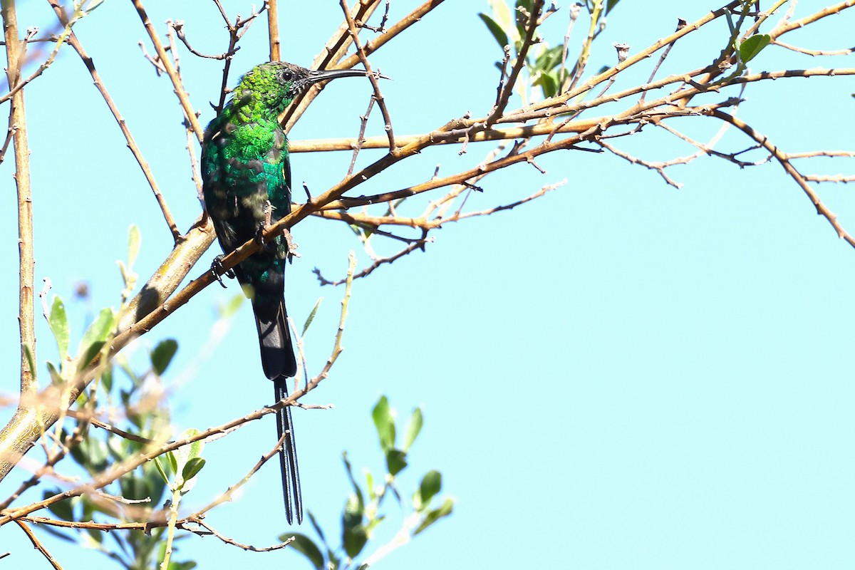Malachite Sunbird - ML636354280