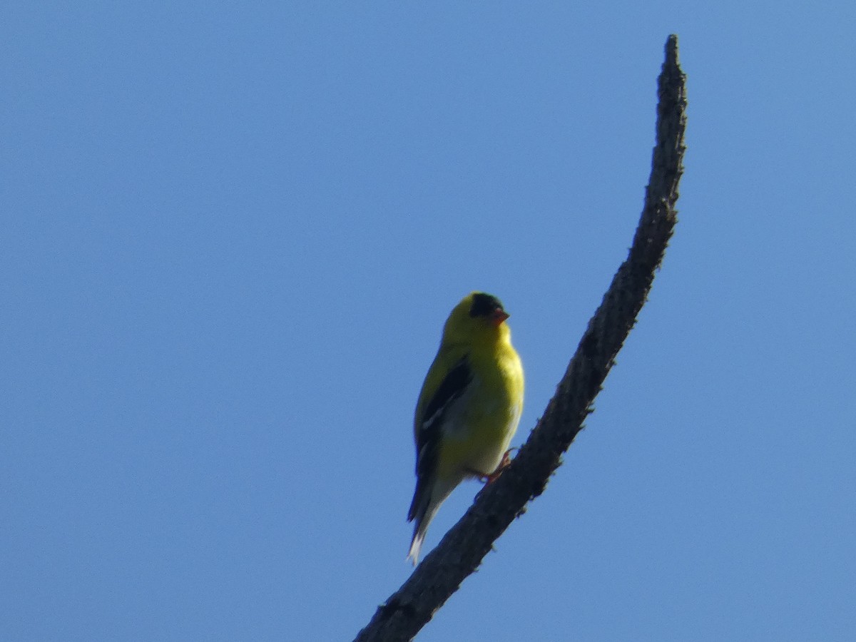 American Goldfinch - ML636354350