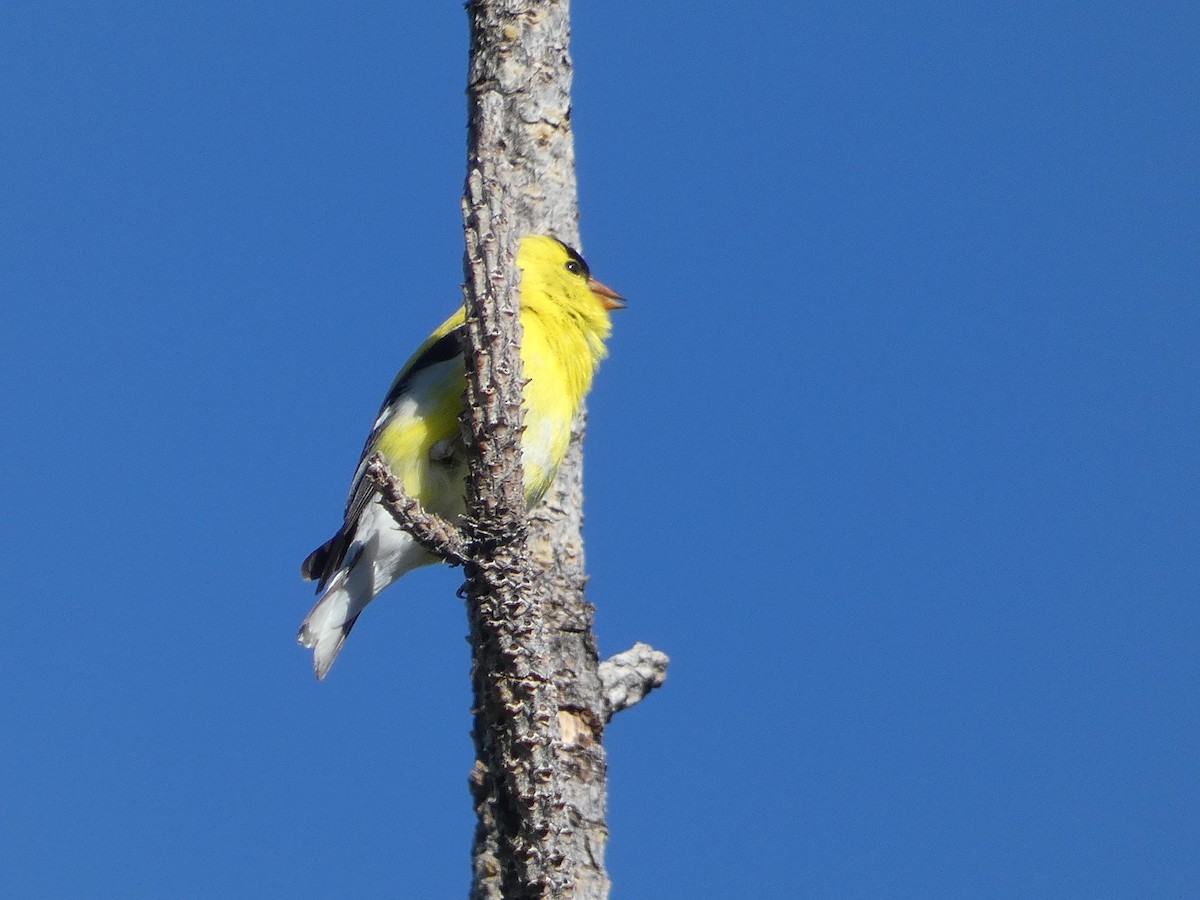 American Goldfinch - ML636354351