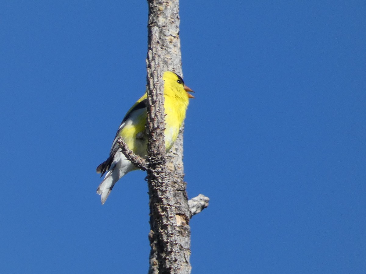 American Goldfinch - ML636354352