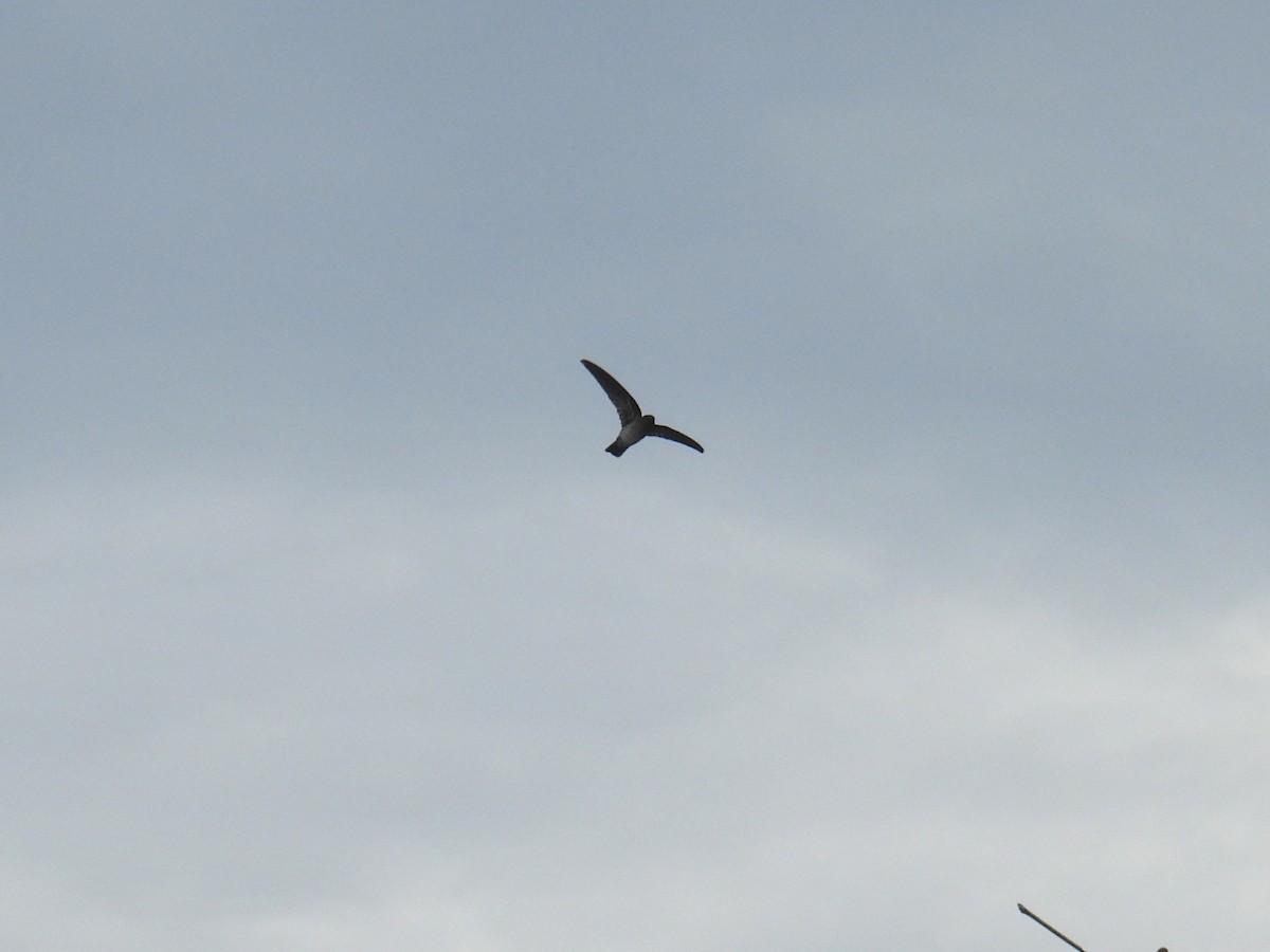 Cave Swiftlet - ML636354397