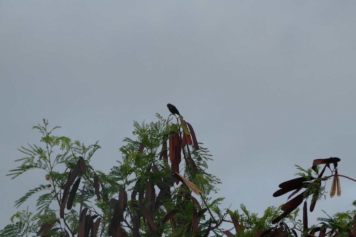 Copper Sunbird - ML636354428