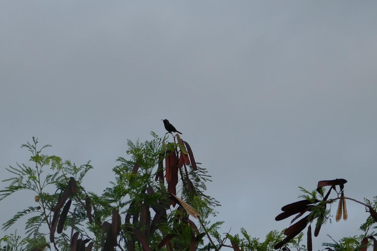 Copper Sunbird - ML636354429