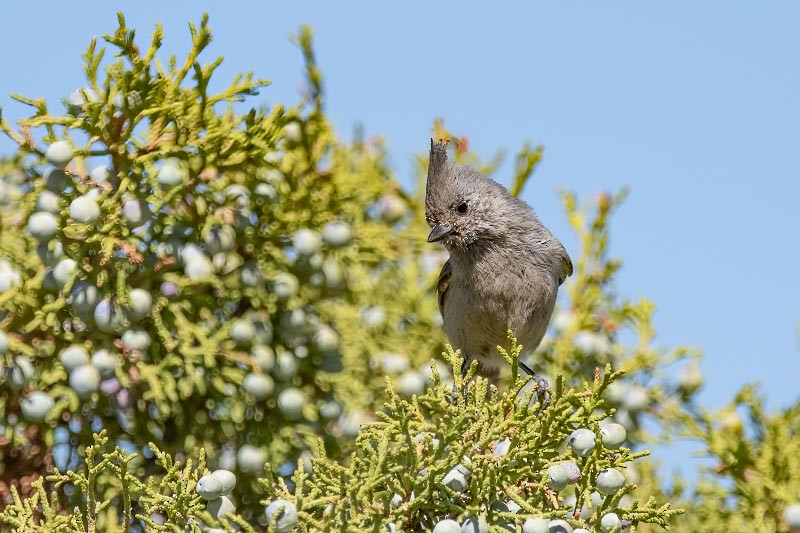 Juniper Titmouse - ML636354436