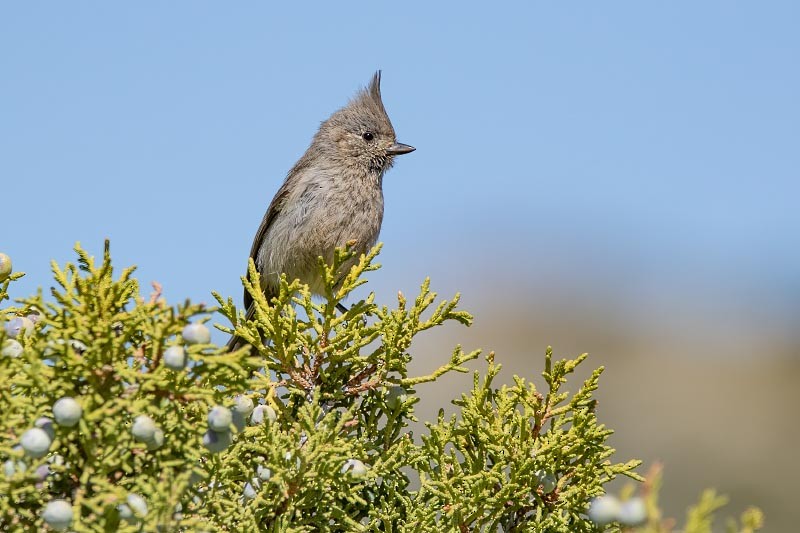 Juniper Titmouse - ML636354437