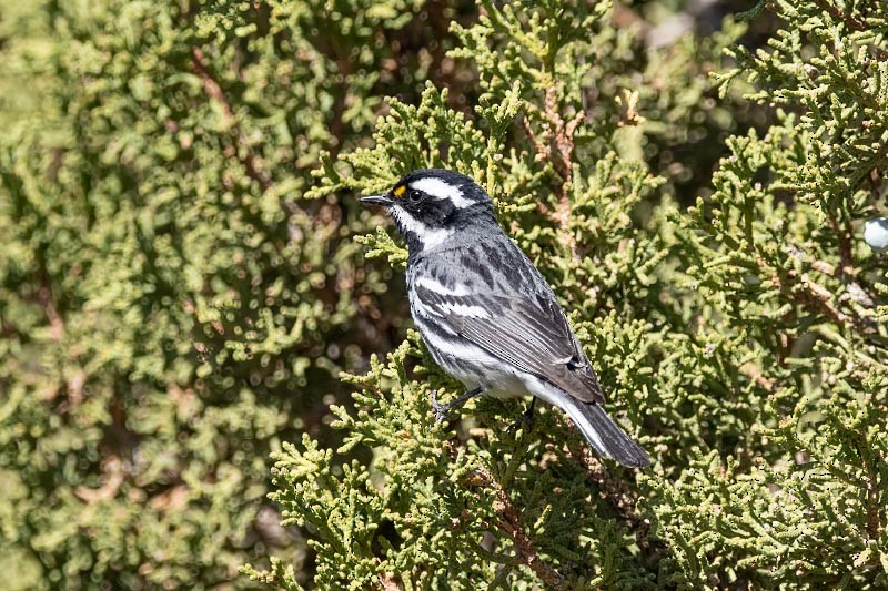 Black-throated Gray Warbler - ML636354443