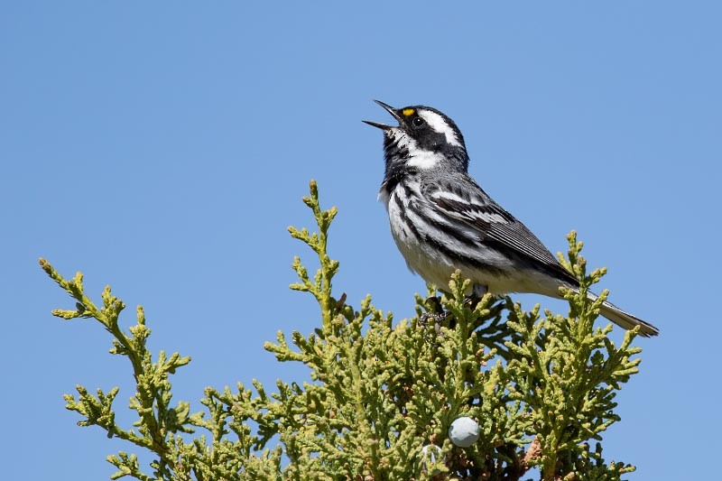 Black-throated Gray Warbler - ML636354444