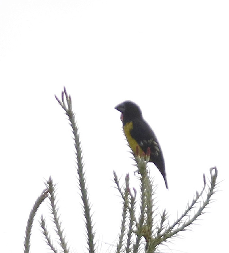 Spot-winged Grosbeak - ML636354456