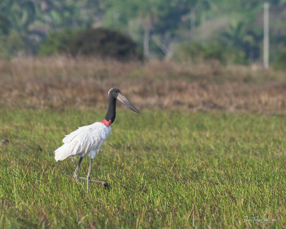 Jabiru - ML636354473