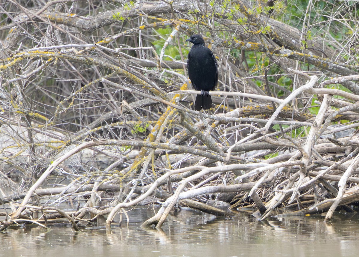 Pygmy Cormorant - ML636354536