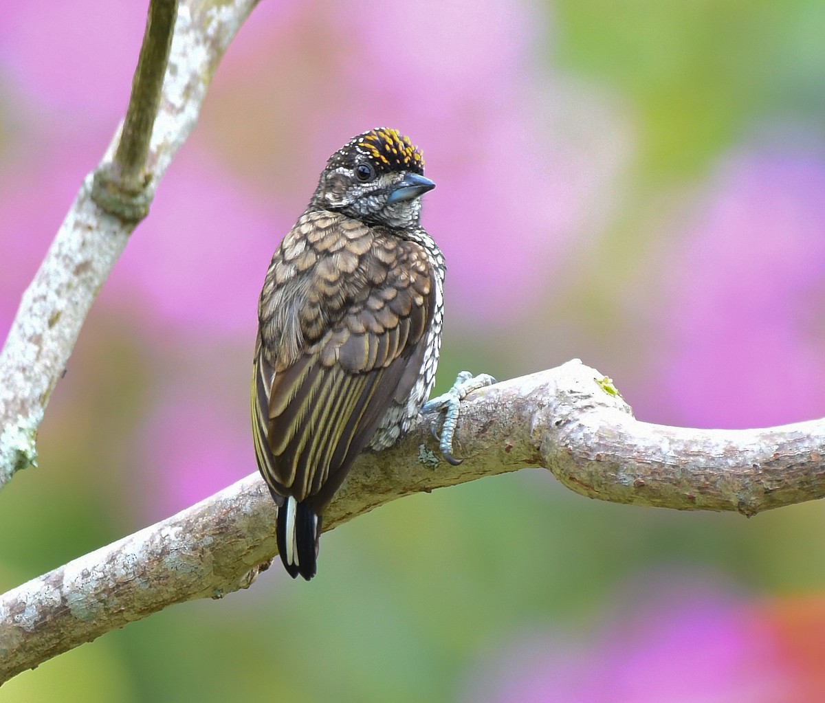 Scaled Piculet - ML636354556