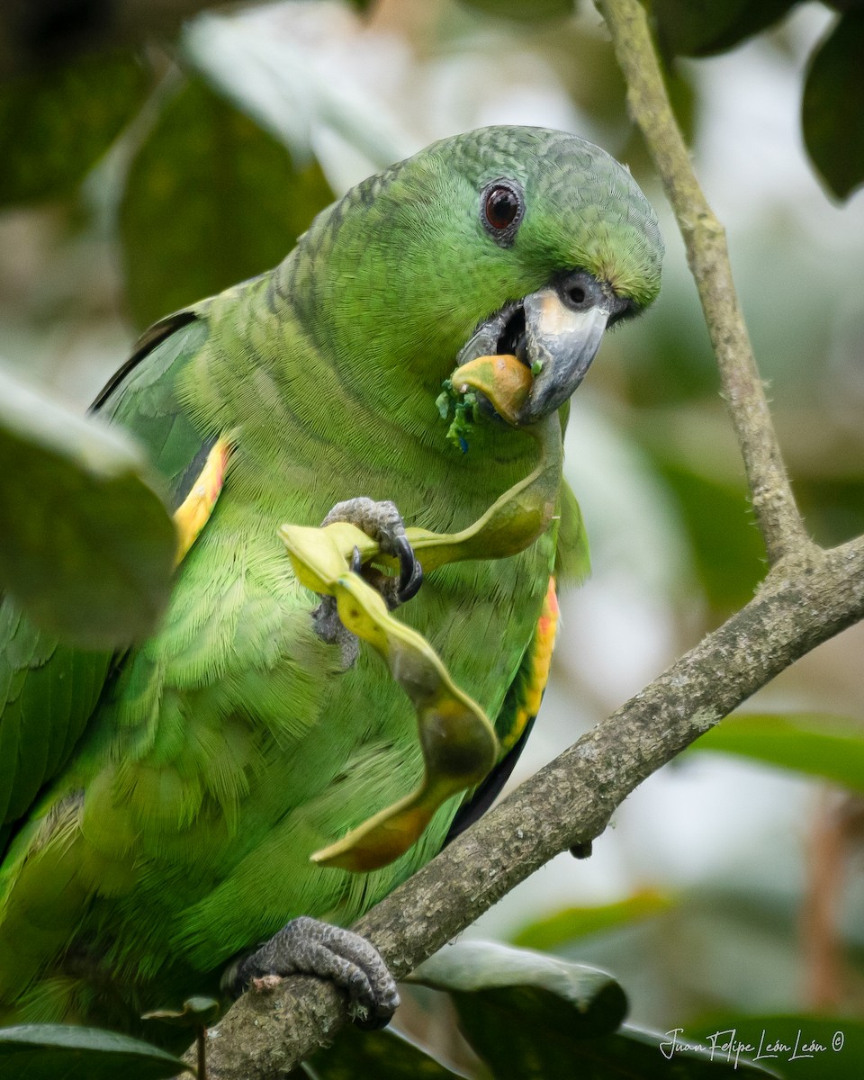 Scaly-naped Amazon - ML636354585