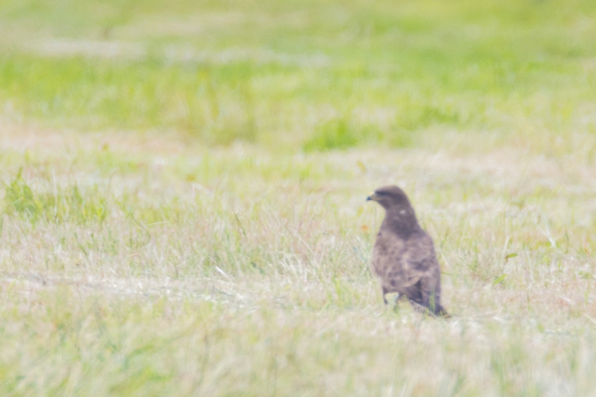 Common Buzzard - ML636354589