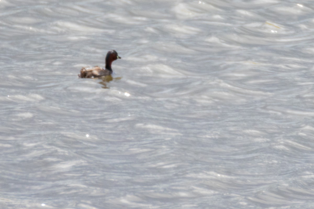 Little Grebe - ML636354604