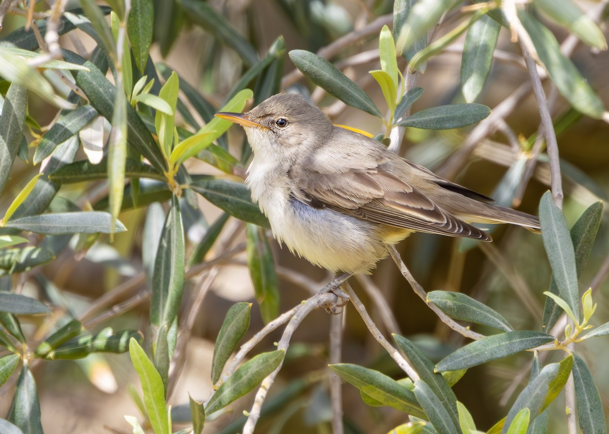 Olive-tree Warbler - Nathaniel Dargue