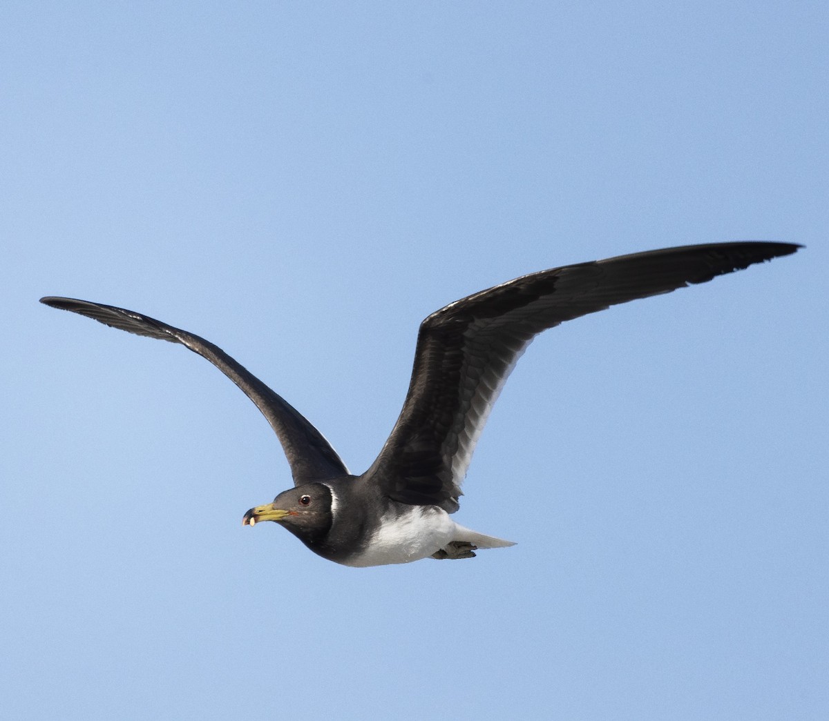 Sooty Gull - ML636354684