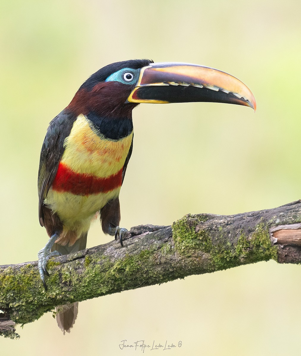 Chestnut-eared Aracari - ML636354700